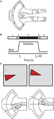 Neural Correlates of Multisensory Integration for Feedback Stabilization of the Wrist